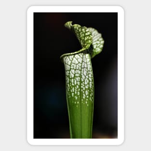 Green Pitcher Plant Study Sticker